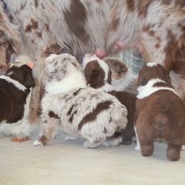 Australian Shepherd Puppies from Big Sky Aussies