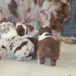 Australian Shepherd Puppies from Big Sky Aussies