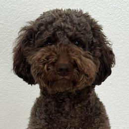 Female - Chocolate female Goldendoodle puppy in Elk Grove, California from Doodles by Faith