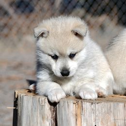 Girl 2 - Gray and white female Alaskan Klee Kai puppy in Klamath Falls, Oregon from Nordic Mini Huskys