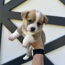 Red and White Male - Red male Pembroke Welsh Corgi puppy in Ocala, Florida from Rivermont Farm
