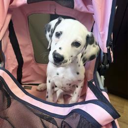 Demeter - LUA - White and black female Dalmatian puppy in Jefferson, Georgia from Spotted Jewels Dalmatians