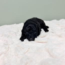 Girl 1 - Black female Goldendoodle puppy in Springfield, Ohio from Dawson & Daryn's Royal Companions