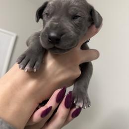 Great Dane All Grown Up from Dream Danes House of Cambridge Great Danes