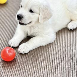 Golden Retriever Puppies from Pushin’ Sand Goldens