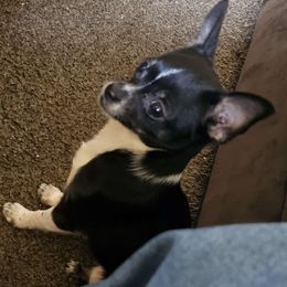 Oreo - Black and white Chihuahua puppy in Springfield, Missouri from Casadelopez Tails