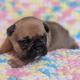 Bulldog and French Bulldog Puppies from Rohde's Road Dog Bullies