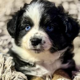 Black bi - Black tri male Miniature Australian Shepherd puppy in Helmville, Montana from CKO Country Road Aussies