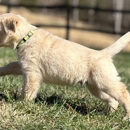 Golden Retriever Puppies from Knights Golden Acres