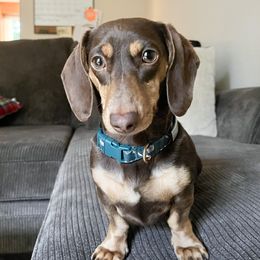 Enola - Dachshund
