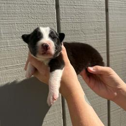 Boy 2 - Black tri-color male Australian Shepherd puppy in Martville, New York from Jasmin's Australian Shepherds