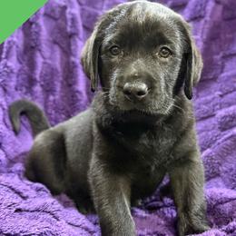 Green - Black male Labrador Retriever puppy in Wilson’s, Virginia from Cedar Hill Farm Labradors