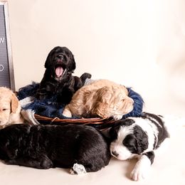 Bernedoodle Puppies from Sugarcreek Haven Bernedoodles