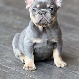 French Bulldog Puppies from Clay Acres Frenchies
