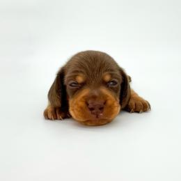 Mocha - Chocolate and tan female Dachshund puppy in Waddell, Arizona from Neu Doxies