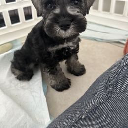 Miniature Schnauzer Puppies from Aria's Miniature Schnauzers