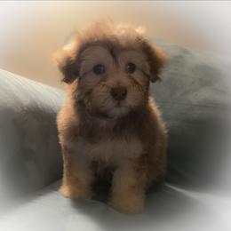 Blue collar - Chocolate male Havapoo puppy in Medina, Ohio from Momma's Minis