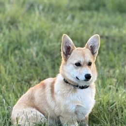 Reba - Pembroke Welsh Corgi