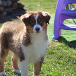 Ziggy - Red tri-color female Australian Shepherd puppy in North Haverhill, New Hampshire from Bellamist Aussies