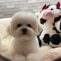Girl 2 - White and buff female Bichon Frise puppy in Greensboro, North Carolina from Luna Llena Bichons