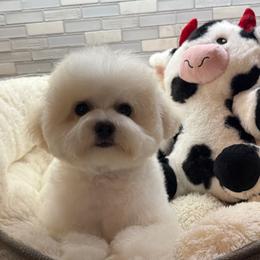 Girl 2 - White and buff female Bichon Frise puppy in Greensboro, North Carolina from Luna Llena Bichons