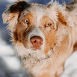 Acacia - Australian Shepherd
