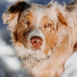 Acacia - Australian Shepherd