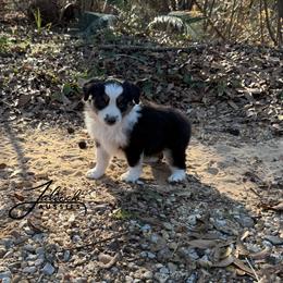 Joel - Black tri male Toy Australian Shepherd puppy in Lumberton, Mississippi from Talowah Aussies