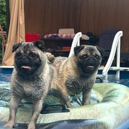 Willow - Fawn female Pug puppy in Liberty, South Carolina from Garrick’s Precious Pugs