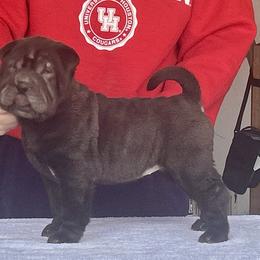 Black girl - Black female Chinese Shar-Pei puppy in Basehor, Kansas from Good Fortune Shar Pei