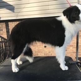 Border Collie, Boston Terrier, and Cairn Terrier All Grown Up from Stoneridge kennel