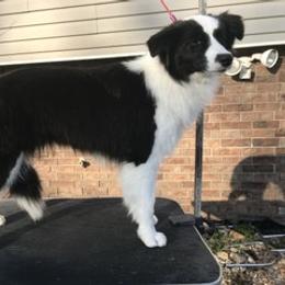 Border Collie, Boston Terrier, and Cairn Terrier All Grown Up from Stoneridge kennel