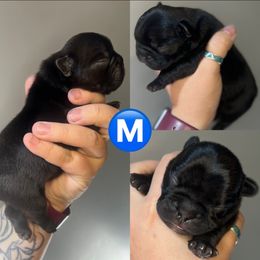 French Bulldog Puppies from K&J Frenchies