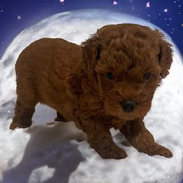 Sarah - Red  female Goldendoodle puppy in Bells, Texas from Partridge Doodles and Poodles