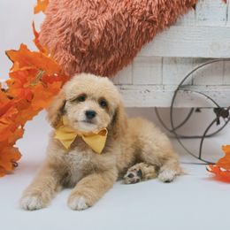 Ella - Apricot female Goldendoodle puppy in Statesville, North Carolina from Doodle Babies