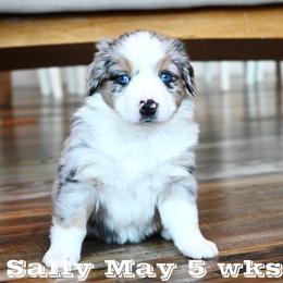 SALLY MAY BMF - Blue merle female Miniature American Shepherd puppy in Pasco, Washington from ROCK CREEK LABRADORS Pasco, WA