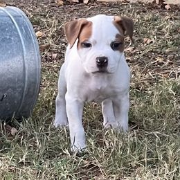 American Bulldog Puppies from Rogue Native Bulldogs