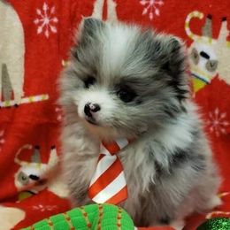 Pomeranians from Heather Merillat