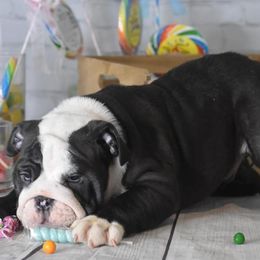 Bulldog Puppies from Dampier Bulldogs Mo