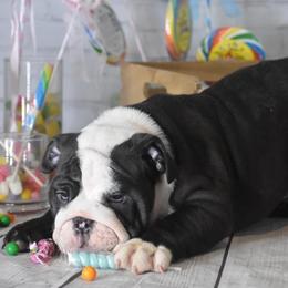 Bulldog Puppies from Dampier Bulldogs Mo