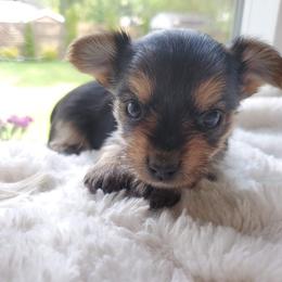 Biewer Terrier and Yorkshire Terrier Puppies from 1.StarDreamPups