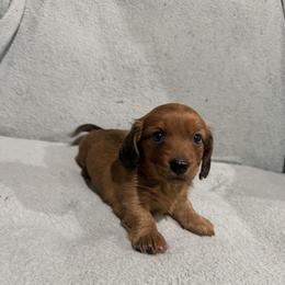 Louise - Red female Dachshund puppy in Liberty, Mississippi from Liberty Oaks Aussies and Dachshunds