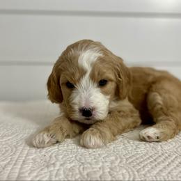 Sable - Red  female Goldendoodle puppy in Stanford, Kentucky from Holloway Goldendoodles