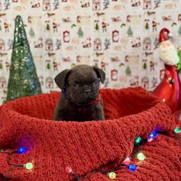 Boy 4 - Brindle male French Bulldog puppy in Shields, Michigan from Michigan Frenchies