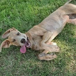 Deza - Blue brindle female Great Dane puppy in Cunningham, Kansas from Garden Grove Great Danes