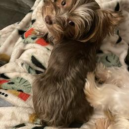 Yorkshire Terrier Puppies from Starr Mountain Yorkies