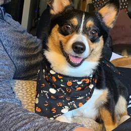 Pembroke Welsh Corgi Puppies from Outlands Corgis