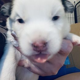 Pomsky Puppies from Oceanway Pomskies