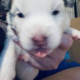 Pomsky Puppies from Oceanway Pomskies