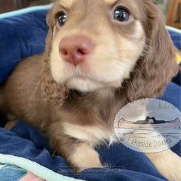 Mocha - Chocolate and tan female Dachshund puppy in Lake Mary, Florida from Lakeside Doxies